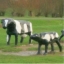 History of the Real Milton Keynes Concrete Cows